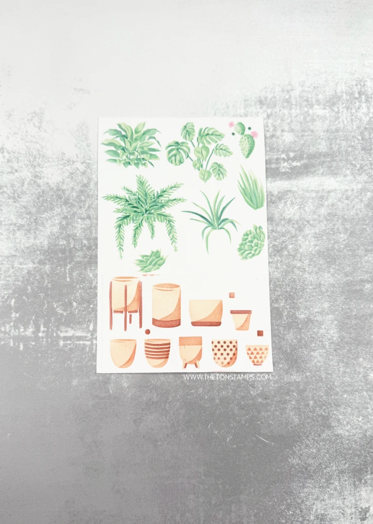2026 August Release Clematis C - Summer Clothing Release ulasan dan harga